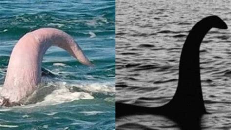 pene de una ballena|Acerca del pene de ballena azul y otros penes de animales